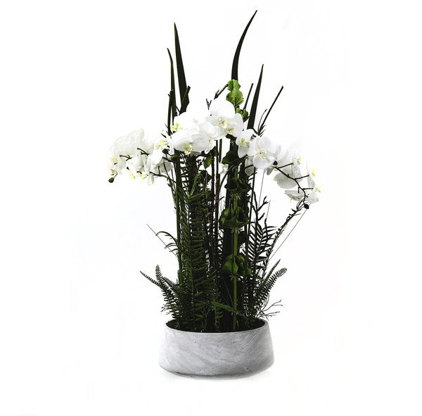 Arge Potted Orchid In Stone Pot With Fern Detail